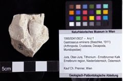 Foto (Objket + Etiketten) von Gastrosacus eminens (Blaschke, 1911) 